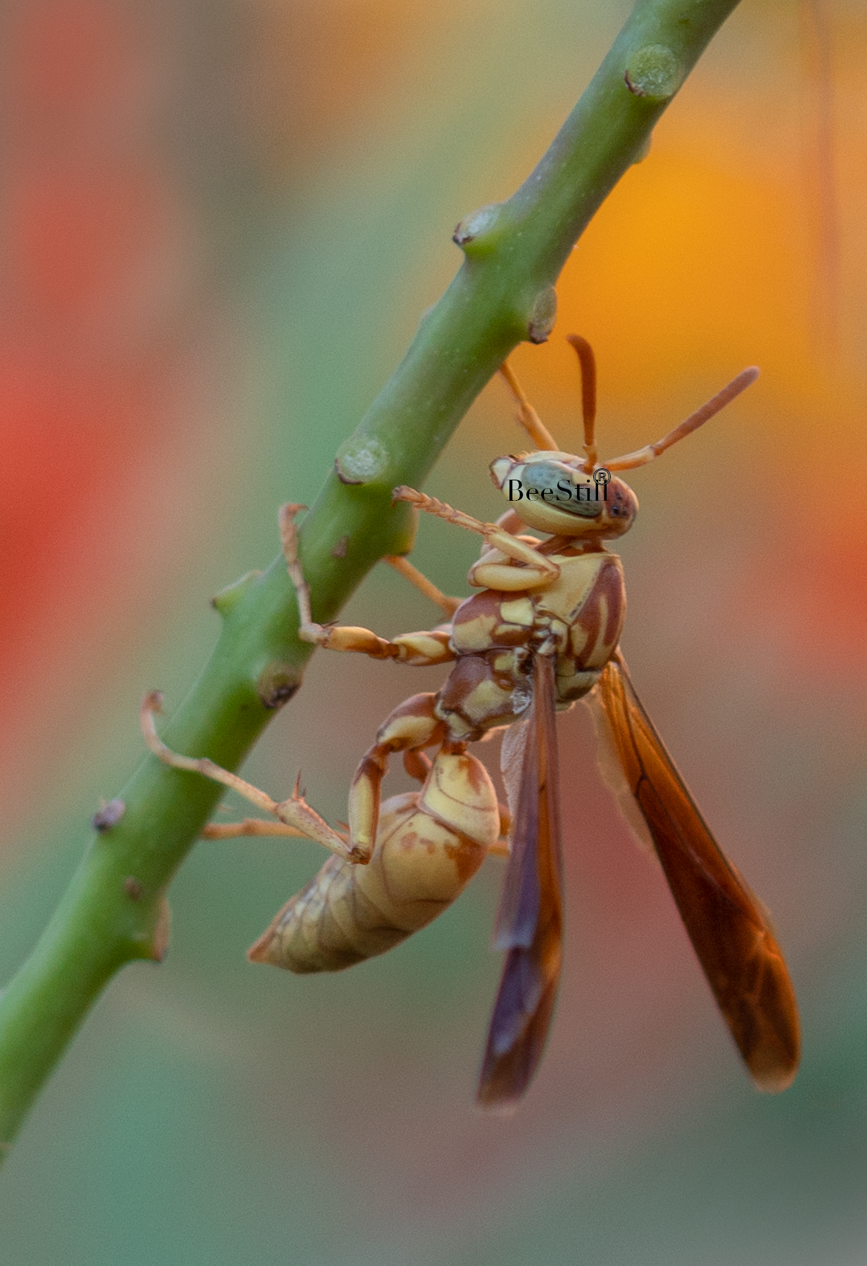 Golden Paper Wasp (Polistes aurifer), Red Bird of Paradise v-165