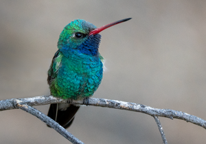 Broad-billed Hummingbird, Mesquite h-168