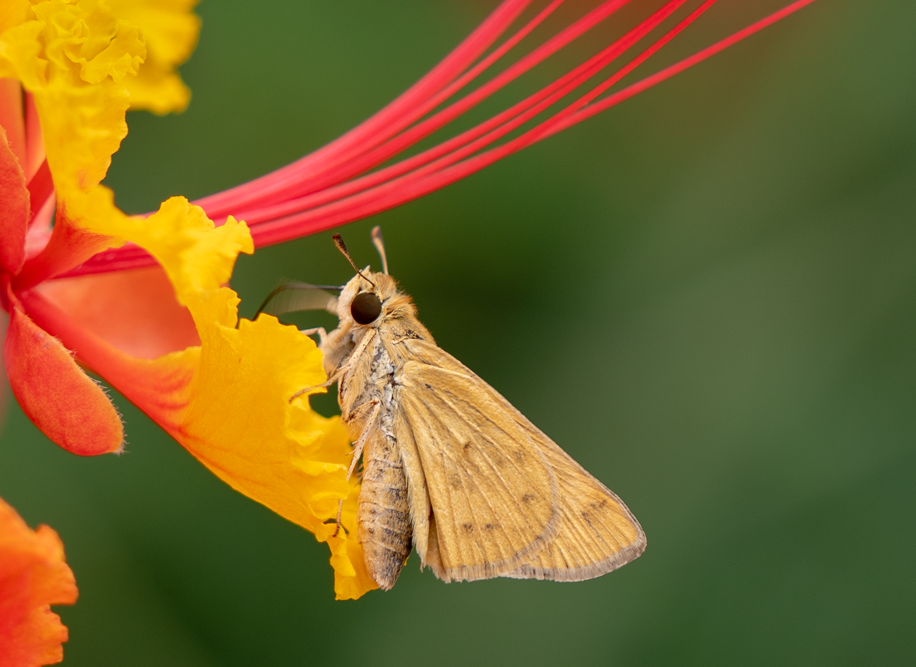 Skipper, Red Bird of Paradise h-169