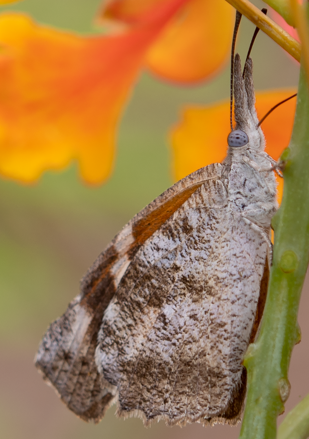 American Snout, Red Bird of Paradise v-157