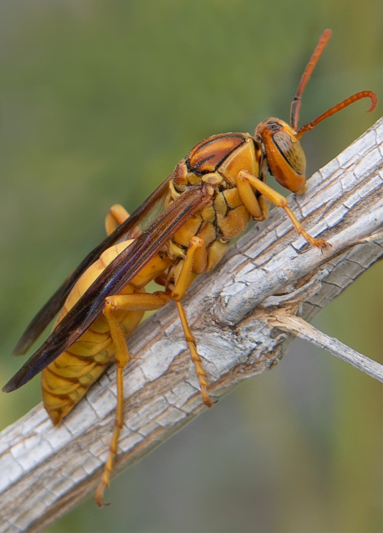 Golden Paper Wasp, Desert Broom v-156