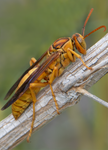 Golden Paper Wasp, Desert Broom v-156