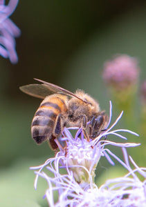 Honey Bee, Blue Mistflower v-128