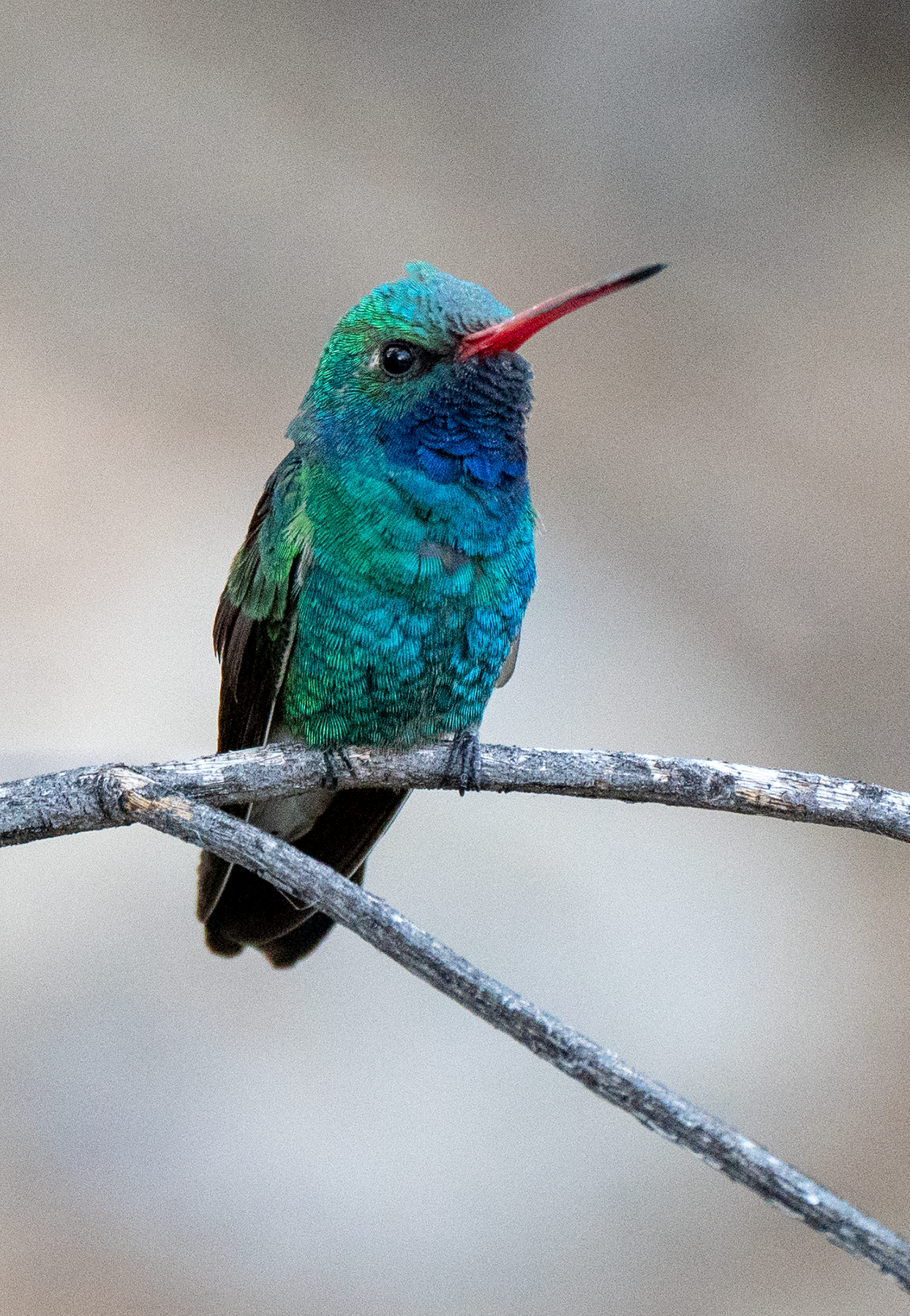 Broad-billed Hummingbird, Mesquite v-158