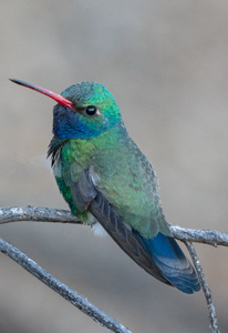 Broad-billed Hummingbird, Mesquite v-158