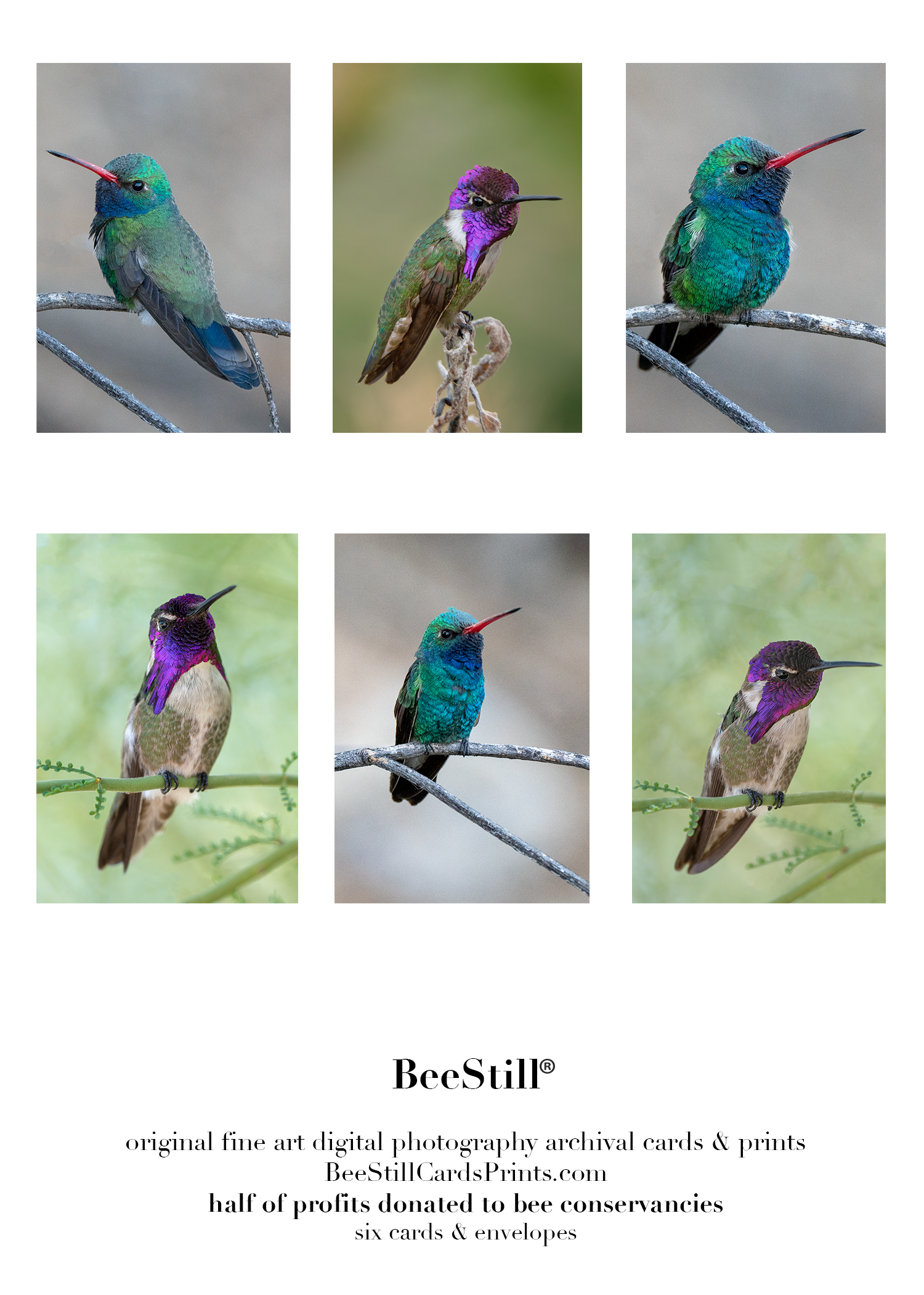 Broad-billed & Costas Hummingbirds s-17
