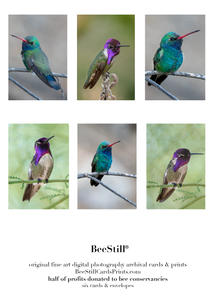 Broad-billed & Costas Hummingbirds s-17