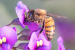 Honey Bee, Purple Lilac Vine h-141