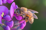 Honey Bee, Purple Lilac Vine h-147