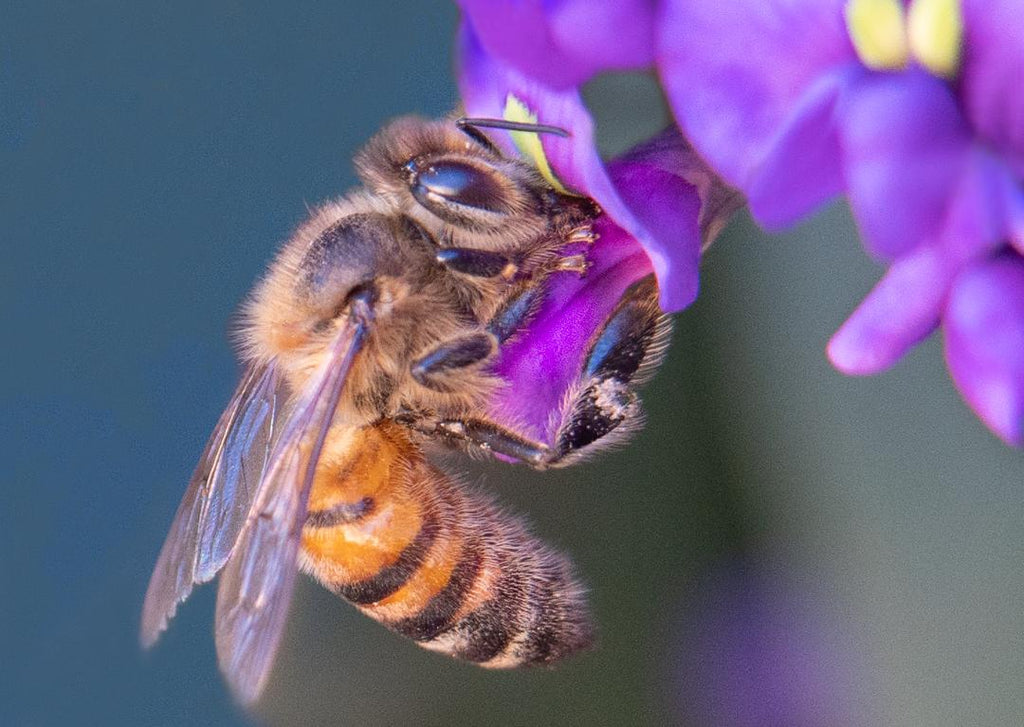 Honey Bee, Purple Lilac Vine h-144