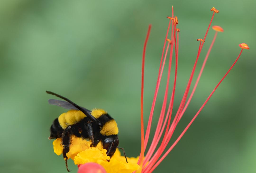 Sonoran Bumblebee, Red Bird of Paradise h-134