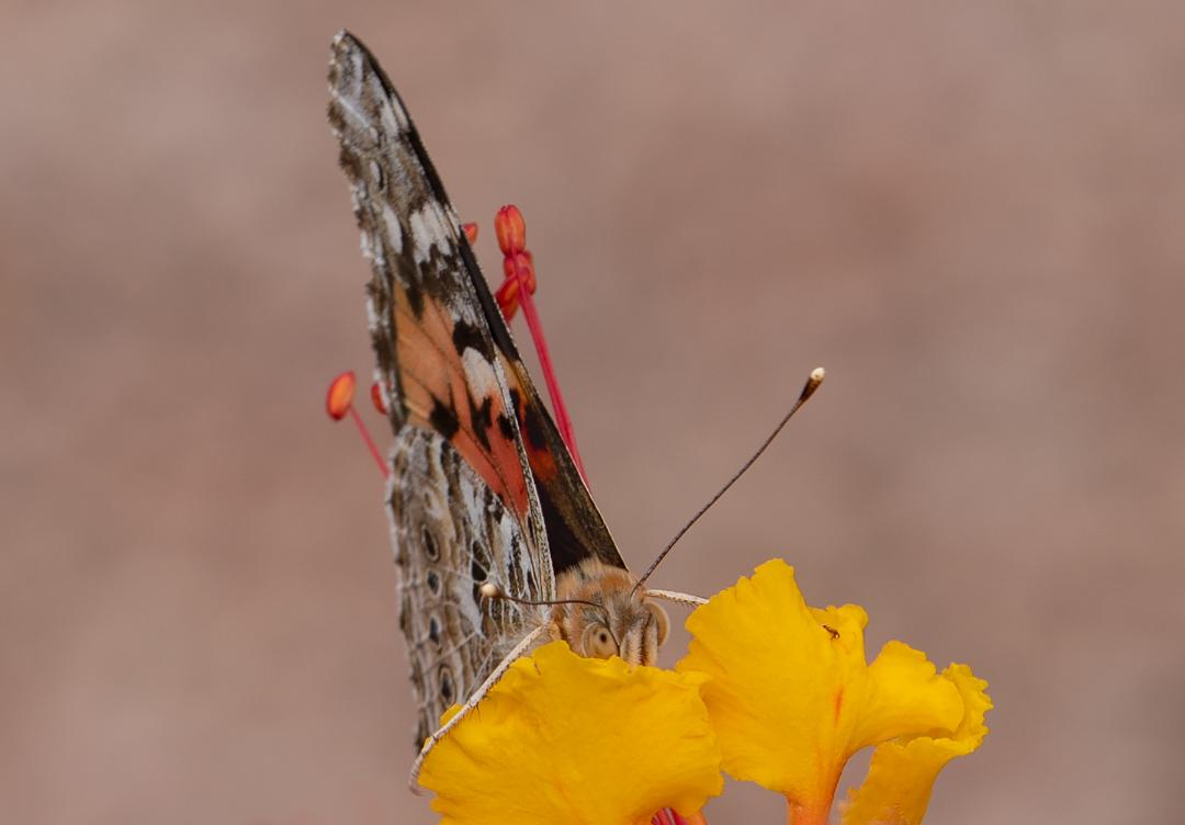 Painted Lady, Red Bird of Paradise h-135