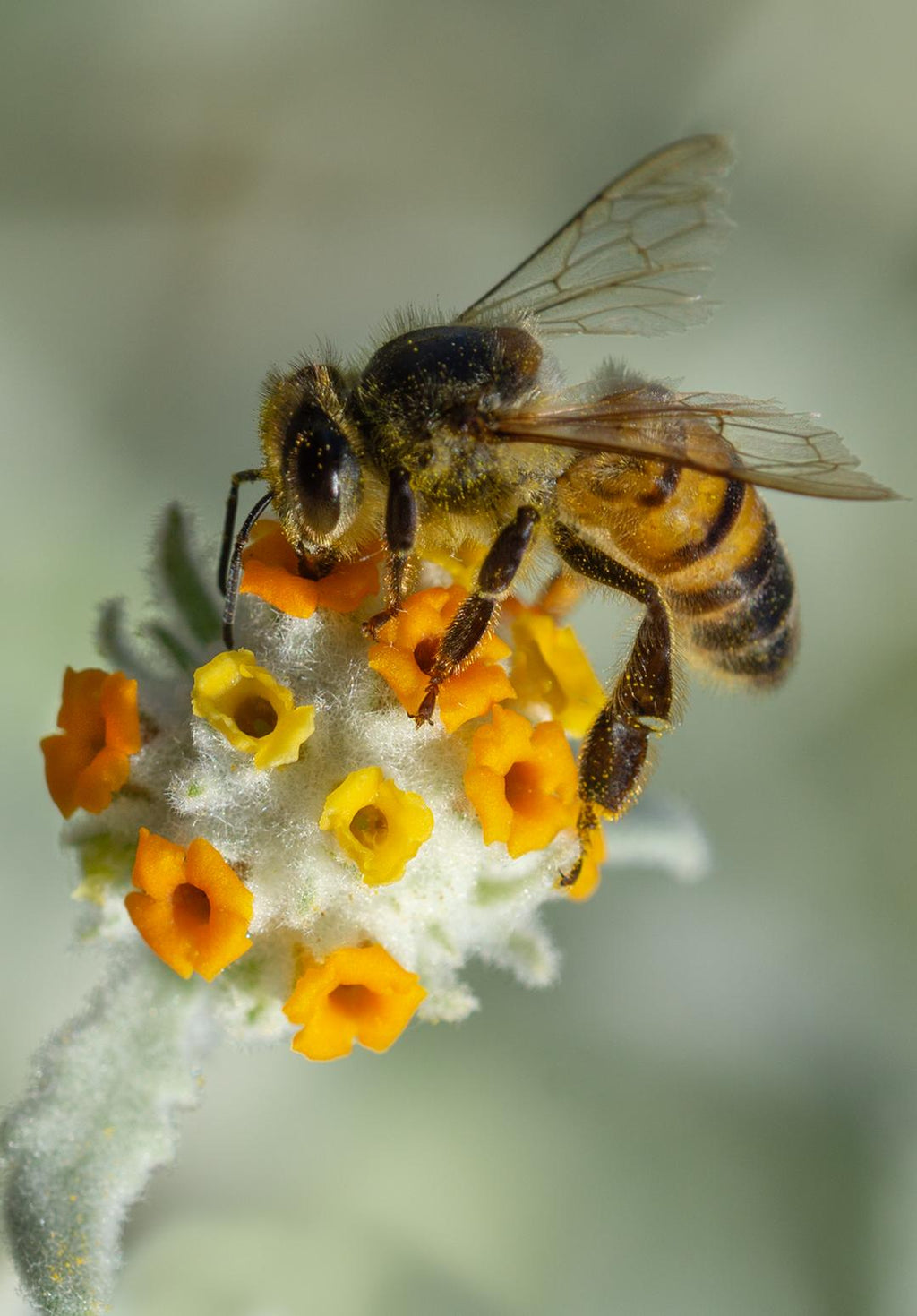 Honey Bee, Woolly Butterfly Bee Bush v-121