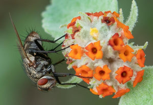 Flesh Fly, Woolly Butterfly Bee Bush h-136