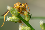 Golden Paper Wasp, Desert Broom h-145