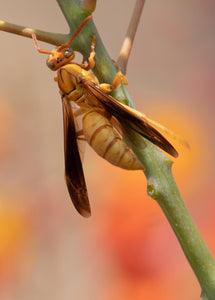 Golden Paper Wasp, Red Bird of Paradise v-126