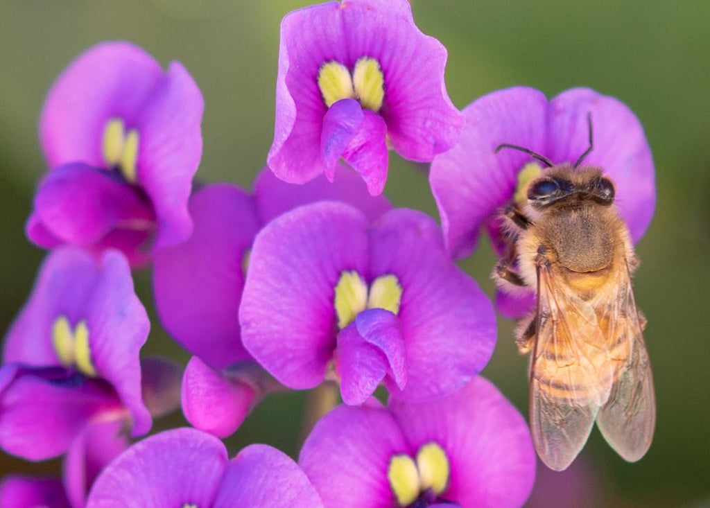Honey Bee, Purple Lilac Vine h-150