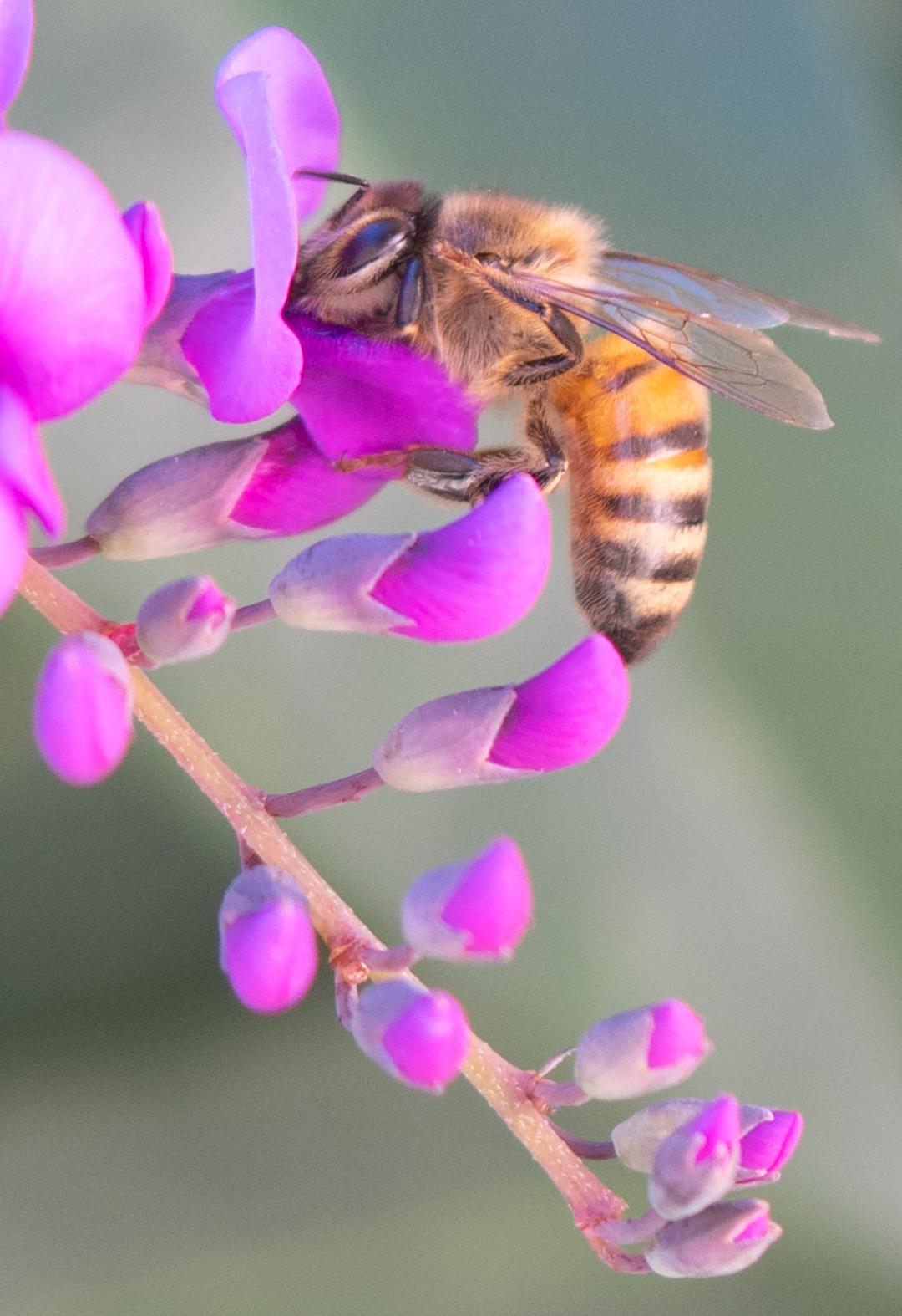 Honey Bee, Purple Lilac Vine v-130