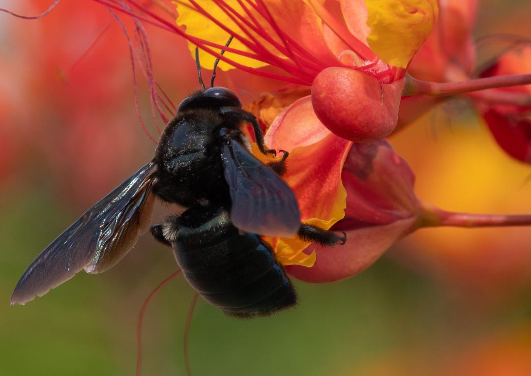 Carpenter Bee, Red Bird of Paradise h-146