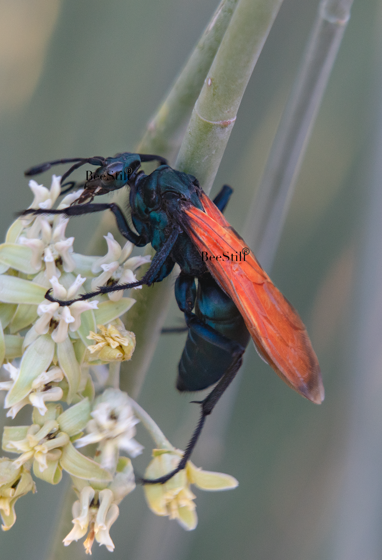 Tarantula Hawk Pepsis Desert Milkweed Arizona 