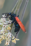 Tarantula Hawk Pepsis Desert Milkweed Arizona 