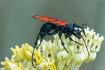 Tarantula Hawk Pepsis Desert Milkweed Arizona 