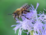 Honey Bee Apis mellifera Blue Mistflower Arizona 