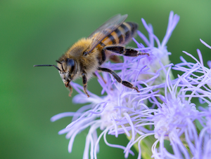 Honey Bee Apis mellifera Blue Mistflower Arizona 