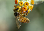 Honey Bee Apis mellifera Woolly Butterfly Bee Bush flowers Arizona 