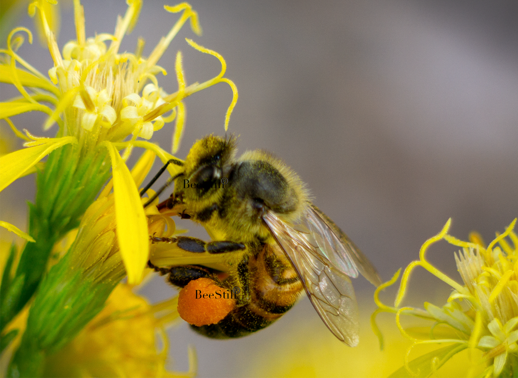 Honey Bee Apis mellifera Turpentine flowers Arizona 