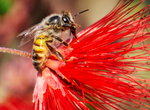 Honey Bee Apis mellifera Fairy Duster flower Arizona 
