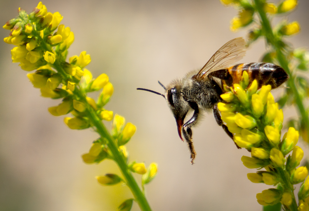 Honey Bee Apis mellifera Yellow Sweet Clover flowers Arizona 