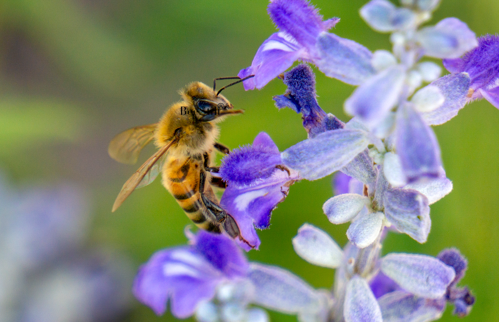 Honey Bee Apis mellifera Mealy Cup Salvia flowers Arizona 