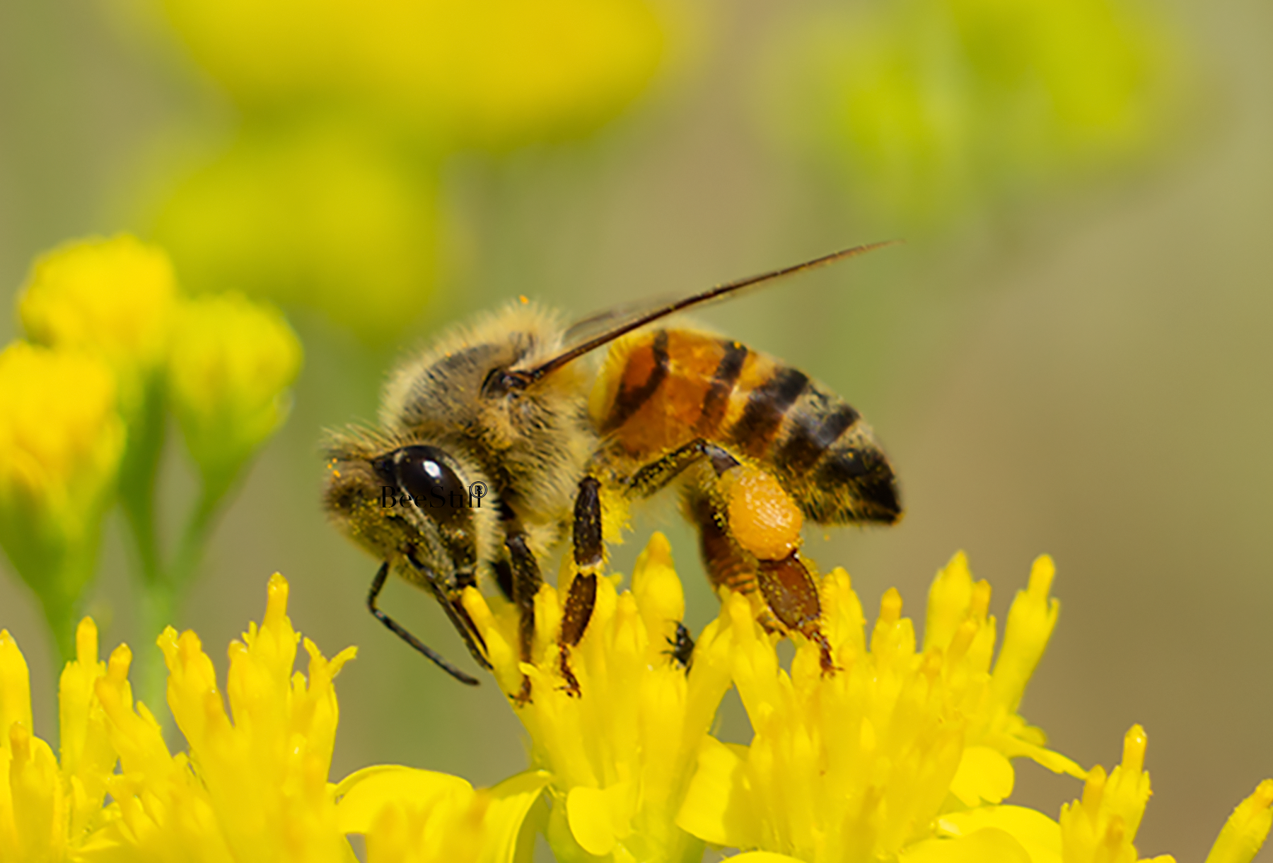 Honey Bee Apis mellifera Thimblehead flowers Arizona 