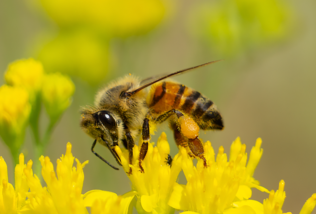 Honey Bee Apis mellifera Thimblehead flowers Arizona 