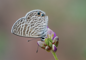 Ceraunus Blue, Black Dalea SP-B