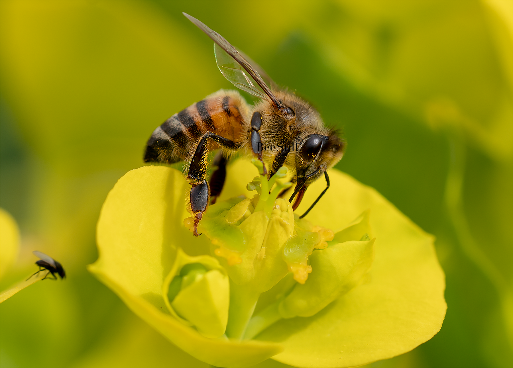 Honey Bee Apis mellifera small fly Silver Spurge gopher plant flowers Arizona 
