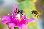 Honey Bee Apis mellifera Flower Fly Cholla cactus flower Arizona 
