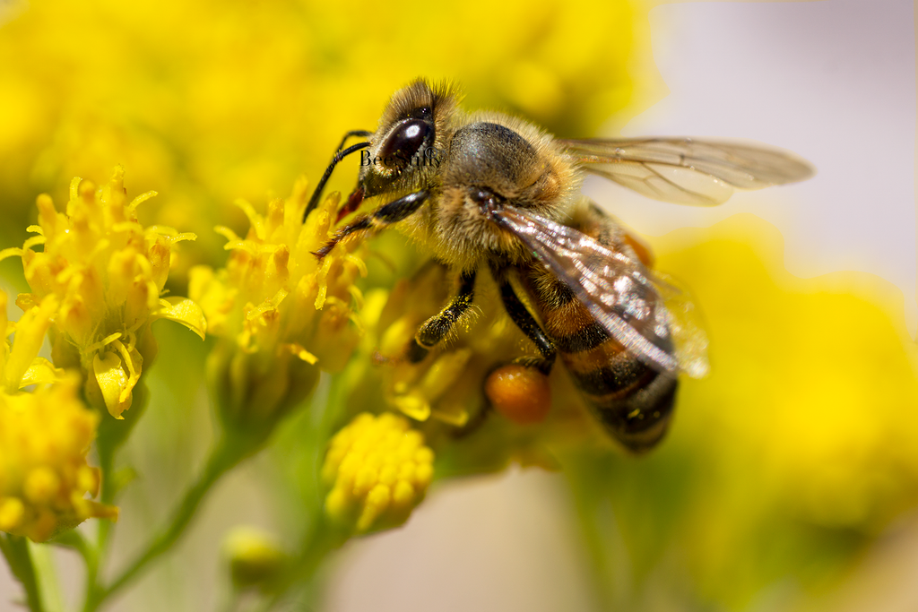 Honey Bee Apis mellifera orange pollen basket Thimblehead flowers Arizona 