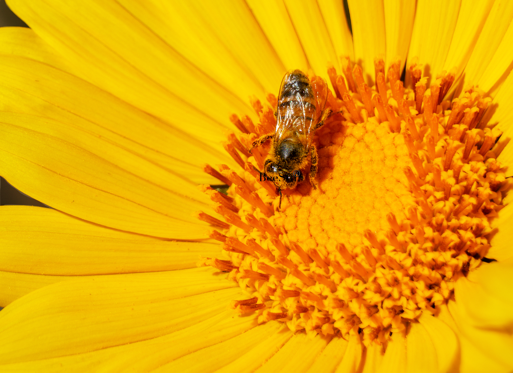 Honey Bee, Mexican Sunflower h-16