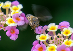 Honey Bee, Lantana h-17