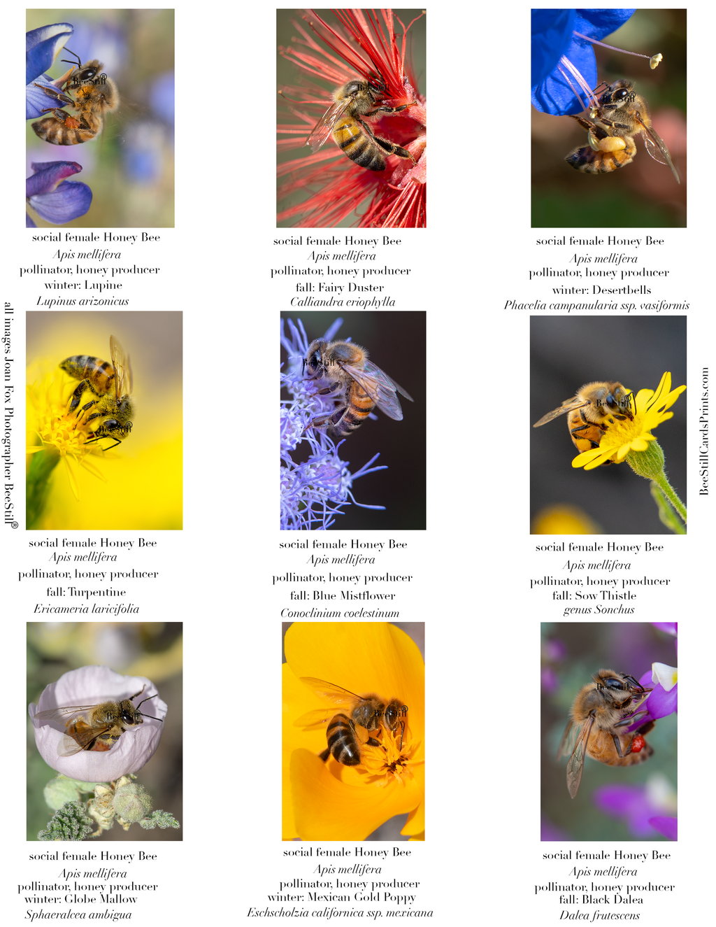 Honey Bees IM-01