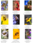 Honey Bees IM-01