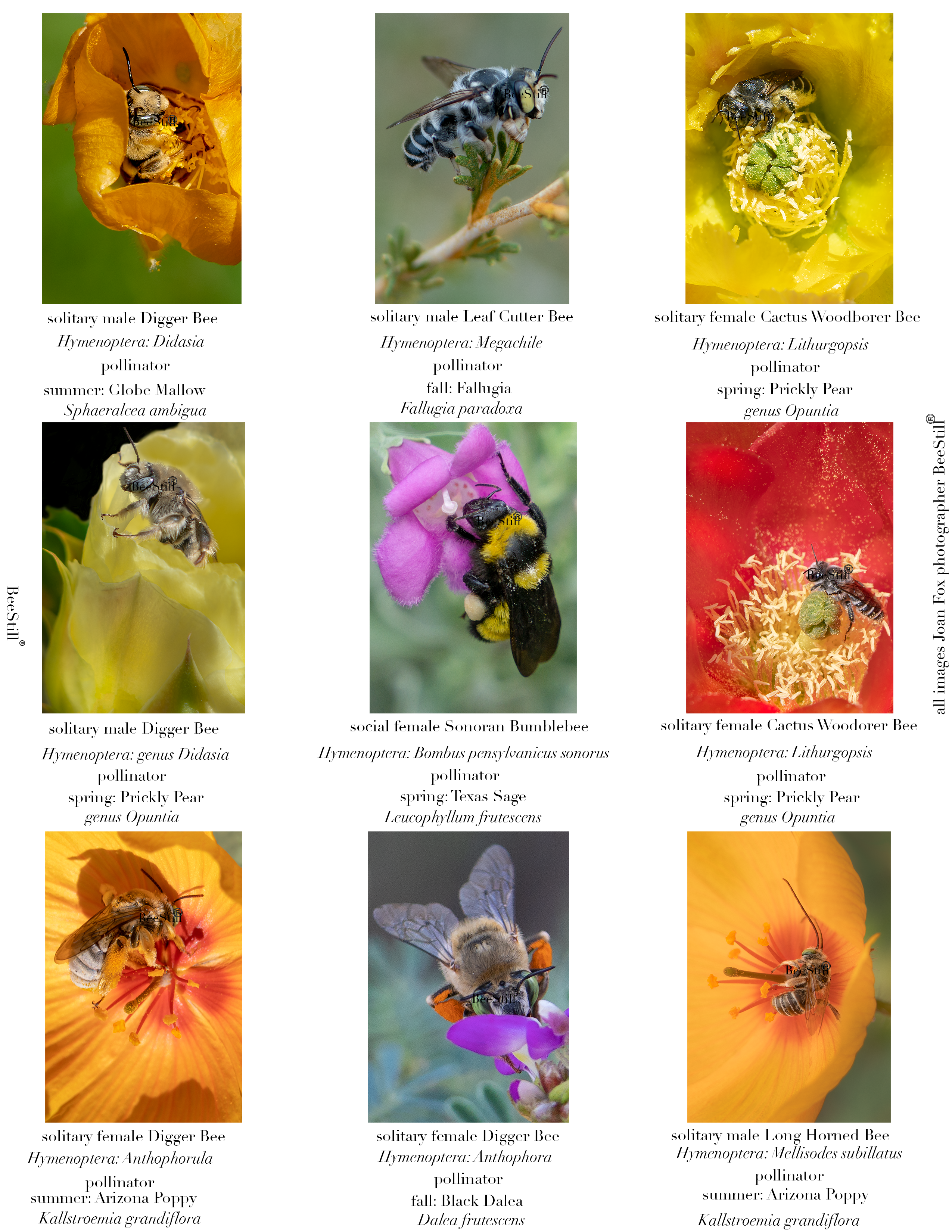Native Bees IM-02