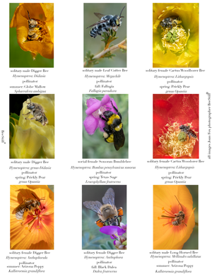 Native Bees IM-02