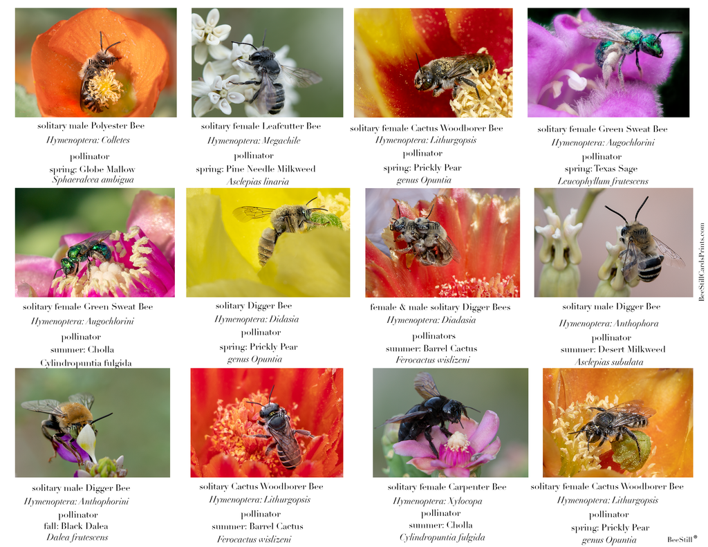 Native Bees IM-02