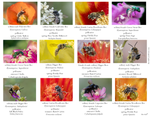 Native Bees IM-02