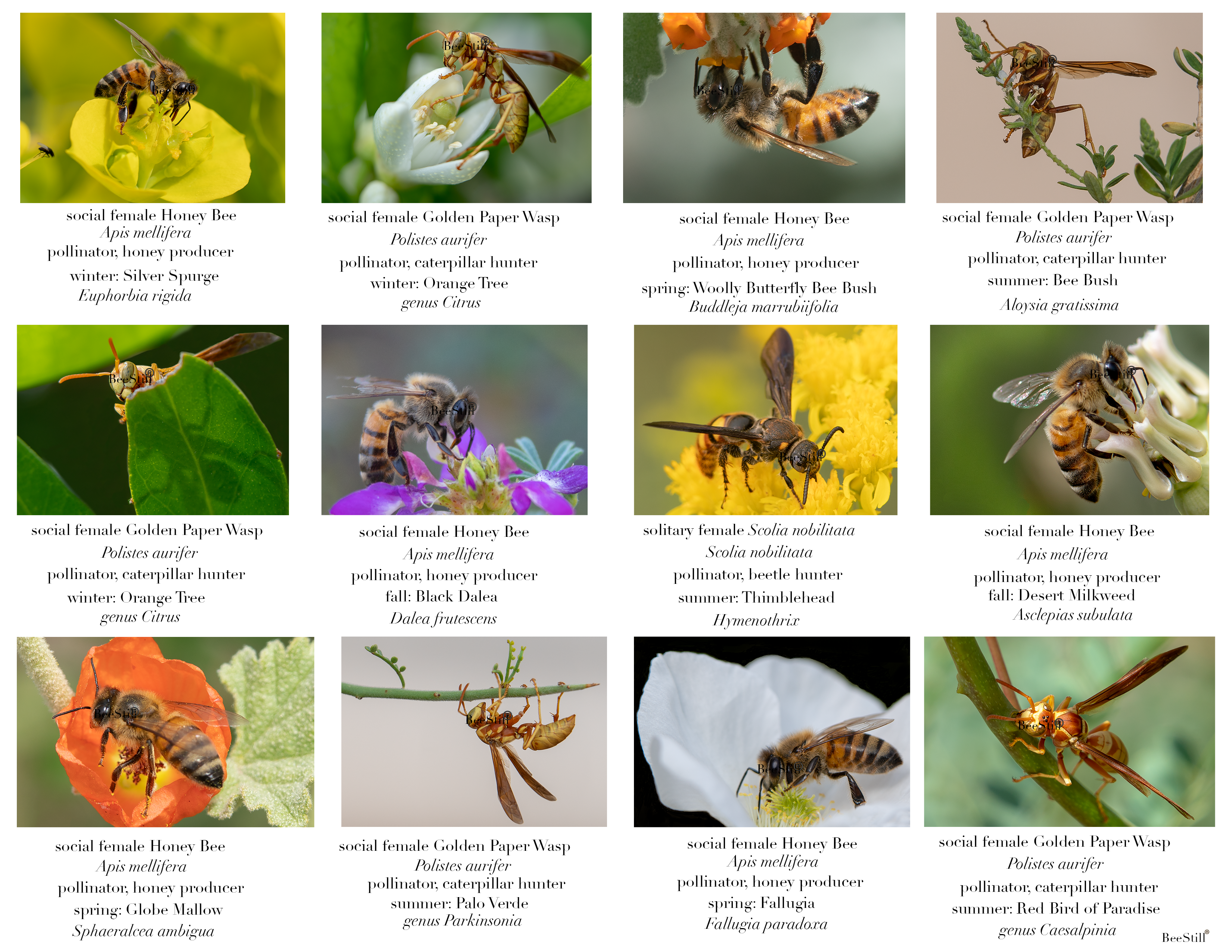 Honey Bees & Wasps IM-03