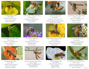 Honey Bees & Wasps IM-03