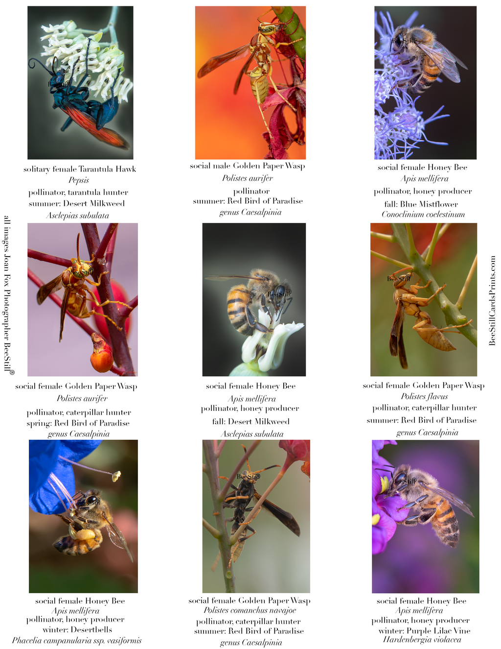 Honey Bees & Wasps IM-03